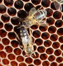 Charger l'image dans la galerie, Reine d'Abeille | Noire | Fécondée | Naturellement | Printemps | 2025