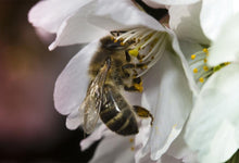 Charger l'image dans la galerie, Miel de Valbonnais
