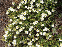 Charger l'image dans la galerie, Miel de Garrigue