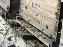 Charger l'image dans la galerie, Ruche peuplée | Abeilles | noires | 2026