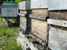 Charger l'image dans la galerie, Ruche peuplée | Abeilles | noires | 2026