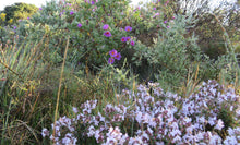 Charger l'image dans la galerie, Miel de Garrigue