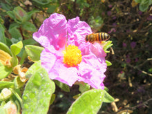 Charger l'image dans la galerie, Miel de Garrigue