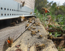Charger l'image dans la galerie, Miel de Garrigue