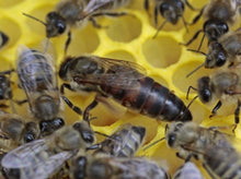 Charger l'image dans la galerie, Reine d'Abeille | Noire | Fécondée | Naturellement | Printemps | 2025
