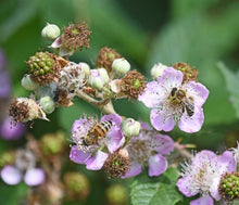 Charger l'image dans la galerie, Miel de Valbonnais