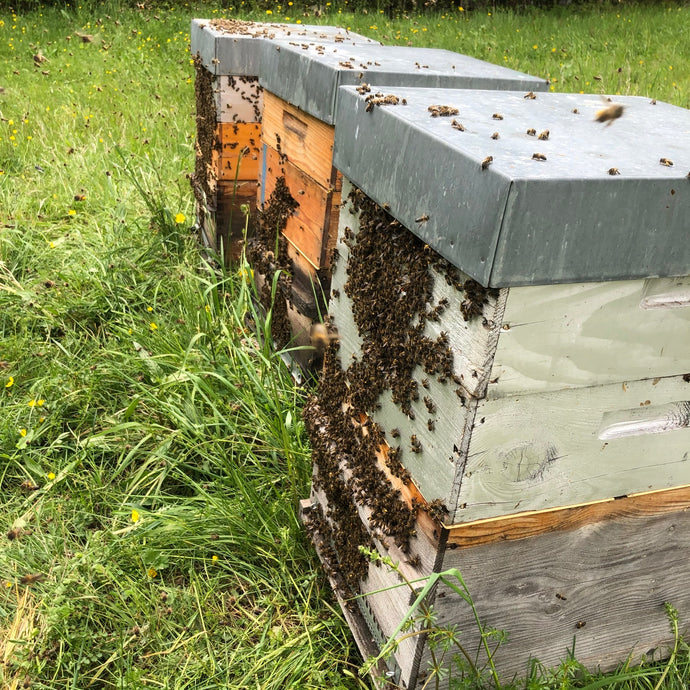 Essaim d'abeilles noires | Hiverné | 5 cadres