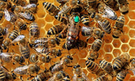 Reine d'Abeille | Carnica | Fécondée |  Naturellement | Printemps | 2026